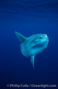 Ocean sunfish, open ocean, Mola mola, San Diego, California