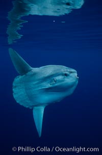 Ocean sunfish, open ocean, Mola mola, San Diego, California