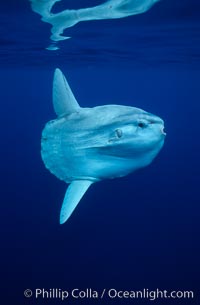 Ocean sunfish, open ocean, Mola mola, San Diego, California