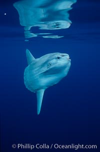 Ocean sunfish, open ocean, Mola mola, San Diego, California