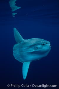 Ocean sunfish, open ocean, Mola mola, San Diego, California