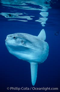 Ocean sunfish, open ocean, Mola mola, San Diego, California