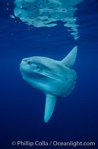 Ocean sunfish, open ocean, Mola mola, San Diego, California