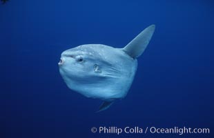 Ocean sunfish, open ocean, Mola mola, San Diego, California