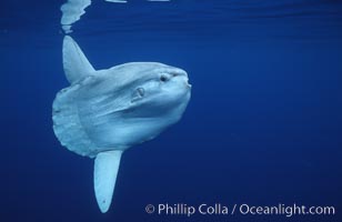 Ocean sunfish, open ocean, Mola mola, San Diego, California