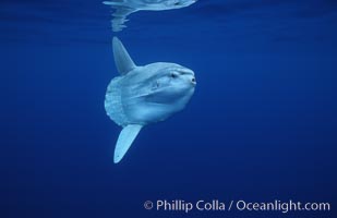 Ocean sunfish, open ocean, Mola mola, San Diego, California