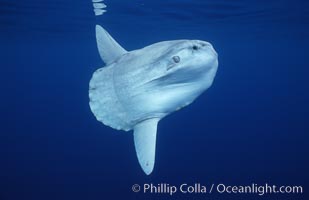 Ocean sunfish, open ocean, Mola mola, San Diego, California