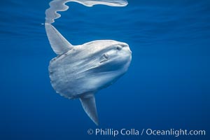 Ocean sunfish, open ocean. San Diego, California, USA, Mola mola, natural history stock photograph, photo id 02896
