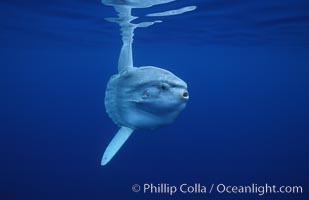 Ocean sunfish, open ocean, Mola mola, San Diego, California