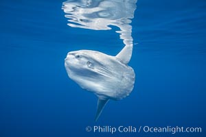 Ocean sunfish, open ocean, Mola mola, San Diego, California