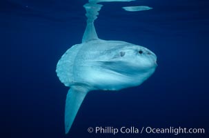 Ocean sunfish, open ocean, Mola mola, San Diego, California