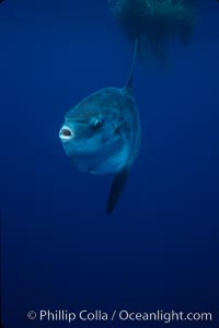 Ocean sunfish, open ocean, Mola mola, San Diego, California