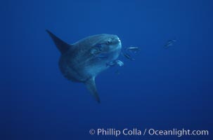 Ocean sunfish, halfmoon perch removing its parasites, open ocean, Medialuna californiensis, Mola mola, San Diego, California