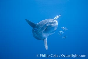 Mola mola being cleaned of parasites by halfmoon perch Medialuna californiensis.