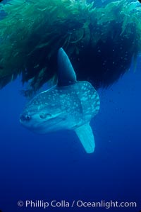 Ocean sunfish recruiting fish near drift kelp to clean parasites, open ocean, Baja California, Mola mola