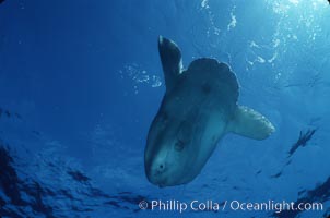 Ocean sunfish sunning at surface, viewed from below, open ocean, Baja California, Mola mola