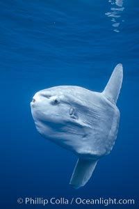 Ocean sunfish, open ocean, Baja California, Mola mola