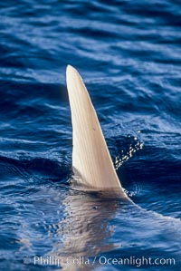 When molas are swimming at the surface it is common for their fins to be mistaken for those of sharks. Ocean sunfish (Mola mola), dorsal fin at water surface, open ocean.