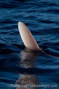 Ocean sunfish, dorsal fin at water surface, open ocean, Mola mola, San Diego, California