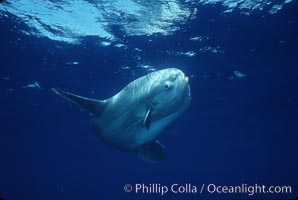 Ocean sunfish, open ocean, Mola mola, San Diego, California