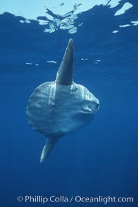 The caudal fin of the ocean sunfish is quite short and acts like a rudder, open ocean San Diego, California.  Mola mola.