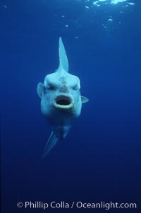 Ocean sunfish, open ocean, Mola mola, San Diego, California