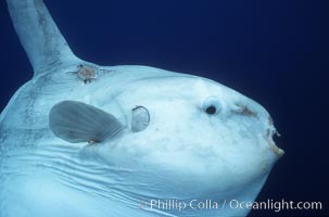 Ocean sunfish, open ocean.