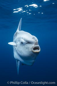 Ocean sunfish, open ocean, Mola mola, San Diego, California