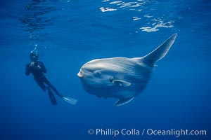 Ocean sunfish, open ocean, Mola mola, San Diego, California