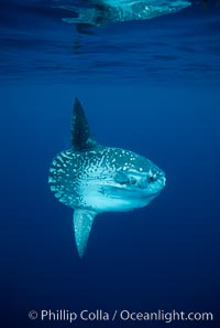 Ocean sunfish, open ocean, Mola mola, San Diego, California