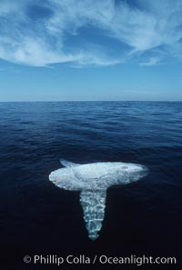 Ocean sunfish, sunning/basking at surface, open ocean, Mola mola, San Diego, California