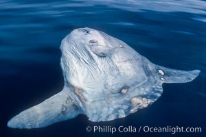 Ocean sunfish, sunning/basking at surface, open ocean, Mola mola, San Diego, California