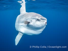 Ocean Sunfish (Mola mola) Offshore of San Diego, Mola mola