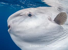 Ocean Sunfish (Mola mola) Offshore of San Diego, Mola mola