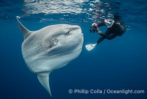 Ocean Sunfish (Mola mola) Offshore of San Diego, Mola mola