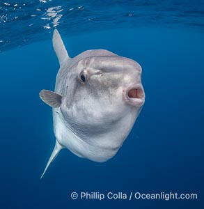 Ocean Sunfish (Mola mola) Offshore of San Diego, Mola mola