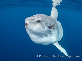 Ocean Sunfish (Mola mola) Offshore of San Diego, Mola mola