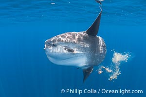 Ocean Sunfish Pooping as it Swims in the Open Ocean. Fish crapping. Fish poop. Fish shit. Defecation, Mola mola, San Diego, California