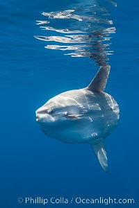 Ocean sunfish portrait underwater, Mola mola, San Diego, Mola mola