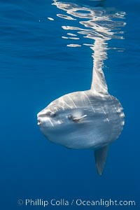 Ocean sunfish portrait underwater, Mola mola, San Diego, Mola mola