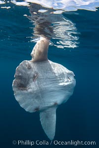 Ocean sunfish portrait underwater, Mola mola, San Diego, Mola mola