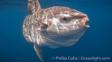 Ocean sunfish portrait underwater, Mola mola, San Diego, Mola mola