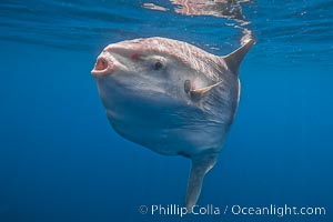 Ocean sunfish portrait underwater, Mola mola, San Diego, Mola mola