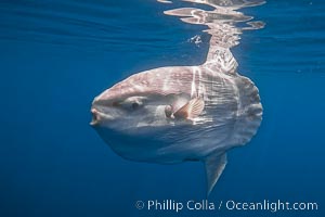 Ocean sunfish portrait underwater, Mola mola, San Diego, Mola mola