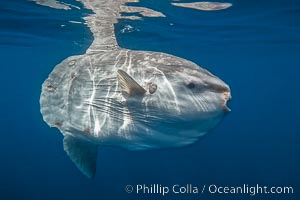 Ocean sunfish portrait underwater, Mola mola, San Diego, Mola mola