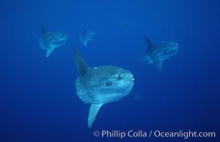 Ocean sunfish schooling, open ocean near San Diego, Mola mola