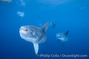 Ocean sunfish schooling, open ocean near San Diego, Mola mola