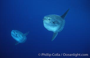 Ocean sunfish schooling, open ocean near San Diego, Mola mola