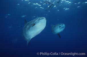 Ocean sunfish schooling, open ocean near San Diego, Mola mola