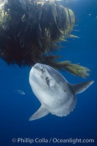 Ocean sunfish schooling, open ocean near San Diego, Mola mola